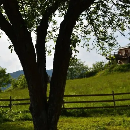 Le Petit Sapin Bleu *